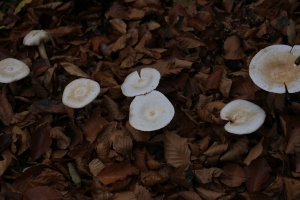 Wanderung Landfrauenverein Boyneburg 2017